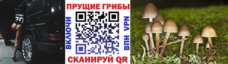 Псилоцибиновые грибы прущие грибы Зима